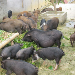 Lợn mán nguyên con - 220k/kg