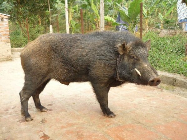 Lợn rừng nguyên con - 250k/kg